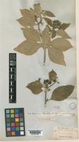Type of Mussaenda tomentosa Wight. [family RUBIACEAE]