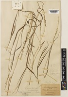 Type of Ehrharta panicea Sm. [family POACEAE]
