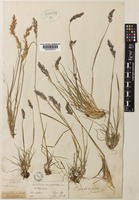 Type of Deyeuxia pulchella Hook.f. [family POACEAE]