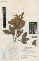 Isotype of Talisia simaboides Kramer [family SAPINDACEAE]