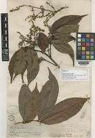 Isotype of Talisia firma Radlk. [family SAPINDACEAE]