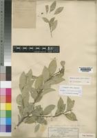 Maytenus undata (Thunb.) Blakelock [family CELASTRACEAE]