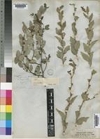 Type of Ziziphus zeyheriana Sond. [family RHAMNACEAE]