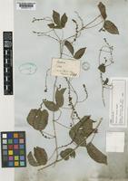 Isolectotype of Serjania tenuis Radlk. [family SAPINDACEAE]