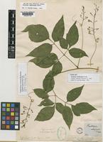 Type of Serjania viridissima Radlk. [family SAPINDACEAE]
