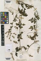 Serjania orbicularis Radlk. [family SAPINDACEAE]
