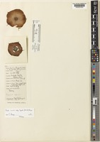 Holotype of Hoodia lugardii N.E.Br. [family APOCYNACEAE]
