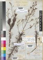 Stylidium laricifolium A.Rich. [family STYLIDIACEAE]