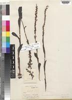 Disa aconitoides Sond. subsp. concinna (N.E. Br.) H.P.Linder [family ORCHIDACEAE]
