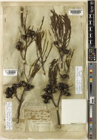 Callitris endlicheri (Parl.) F.M.Bailey [family CUPRESSACEAE]