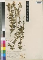 Type of Swertia whytei N.E.Br. [family GENTIANACEAE]