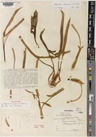 Holotype of Stylochaeton rogersii N.E.Br. [family ARACEAE]