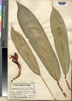 Type of Aframomum amaniense Loes. [family ZINGIBERACEAE]