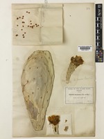 Isotype of Opuntia laevis J.M.Coult. [family CACTACEAE]