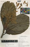 Isotype of Gleasonia prancei Boom [family RUBIACEAE]