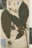 Holotype of Pavetta hispida Hiern [family RUBIACEAE]