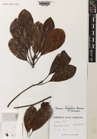 Isotype of Breonia fragifera Capuron ex Razafim. [family RUBIACEAE]