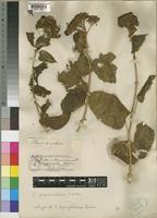 Clerodendrum pleiosciadium Gürke [family LABIATAE]