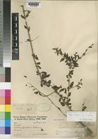 Tinnea pearsonii Robyns & Lebrun [family LABIATAE]