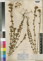 Sebaea brachyphylla Griseb. var. longistyla [family GENTIANACEAE]
