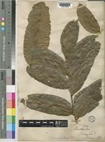 Zanthoxylum gilletii (De Wild.) P.G.Waterman [family RUTACEAE]