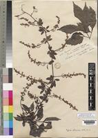 Type of Serjania sphaerococca Radlk. [family SAPINDACEAE]