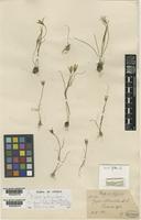 Gagea juliae Pascher [family LILIACEAE]