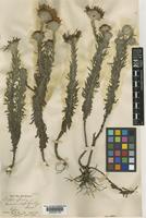 Type of Asteropsis macrocephala Less. [family COMPOSITAE]