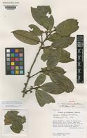 Isotype of Cleyera velutina B.M.Barthol. [family THEACEAE]