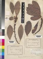 Syntype of Rapanea melanophloeos (L.) Mez [family MYRSINACEAE]