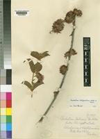 Combretum platypetalum Welw. ex Laws. [family COMBRETACEAE]