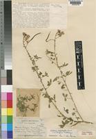 Cleome oxyphylla Burch. [family CAPPARACEAE]