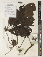 Sabicea multibracteata Hall, J. B. [family RUBIACEAE]