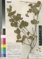 Holotype of Jasminum fluminense Vell. var. socranum P.S.Green [family OLEACEAE]