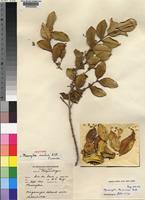 Isotype of Memecylon insulare A.Fern. & R.Fern. [family MELASTOMATACEAE]