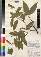 Paratype of Hunteria ghanensis J.B.Hall & Leeuwenb. [family APOCYNACEAE]