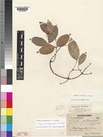 Isotype of Alafia swynnertonii S.Moore [family APOCYNACEAE]