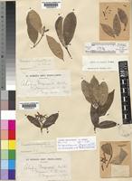 Alafia microstylis K.Schum. [family APOCYNACEAE]