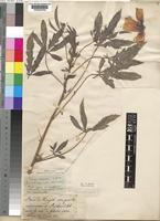 Hibiscus cannabinus L. [family MALVACEAE]