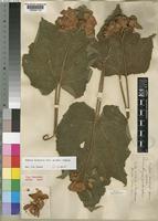 Dombeya burgessiae Gerrard ex Harv. [family STERCULIACEAE]