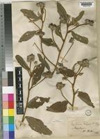 Melhania acuminata Mast. [family STERCULIACEAE]