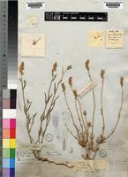 Syntype of Trichinium zeyheri Moq. [family AMARANTHACEAE]