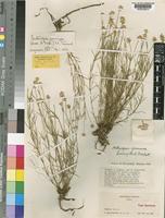 Centemopsis graminea (Suess. & Overkott) C.C.Towns. [family AMARANTHACEAE]