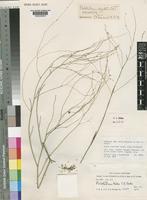 Holotype of Psilotrichum virgatum C.C.Towns. [family AMARANTHACEAE]