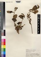 Holotype of Psilotrichum suffruticosum C.C.Towns. [family AMARANTHACEAE]