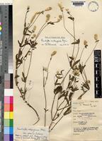 Holotype of Pandiaka andongensis Hiern var. gracilis Suessenguth [family AMARANTHACEAE]