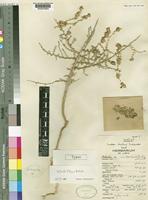 Salsola libyca Botsch. [family CHENOPODIACEAE]
