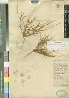 Lophiocarpus tenuissimus Hook.f. [family PHYTOLACCACEAE]