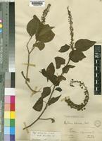 Phytolacca dodecandra L'Hér. var. apiculata Engl. [family PHYTOLACCACEAE]