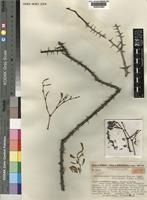 Isotype of Alluaudiopsis fiherenensis Humbert & Choux [family DIDIEREACEAE]